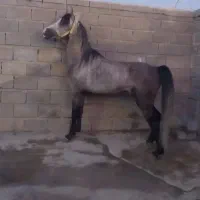 اسب عرب ۵سال