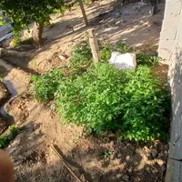 شتل گوجه‌فرنگی و فلفل|گل و گیاه طبیعی|شاهین دژ, |دیوار