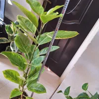 گلدان فیکوس آلتیسما(پرتقالی).همراه با گلدان سفالی|گل و گیاه طبیعی|شاهین‌شهر, نسیم ۵|دیوار