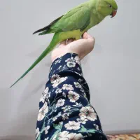 طوطی ملنگو|پرنده|پاکدشت, پاکدشت (مامازند)|دیوار