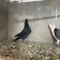 کفتر|پرنده|اشترینان, |دیوار