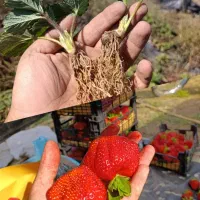 بوته توت فرنگی کاماروسا