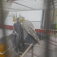 یک جفت عروس