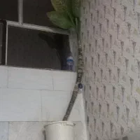 گل بزرگ|گل و گیاه طبیعی|کرمانشاه, |دیوار