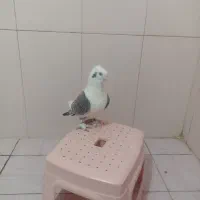 کبوتر بلژیکی نر جوان|پرنده|ایلام, |دیوار