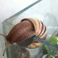 حلزون|خزنده|اهواز, زیتون کارمندی|دیوار