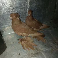 کبوتر