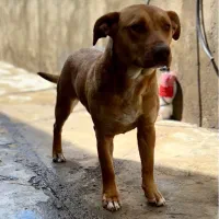 سگ نژاد پیتبول یک ساله