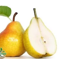 توزیع درخت گلابی کنکورد مقاوم بصورت گلدانی|خدمات باغبانی و درختکاری|هشتگرد, |دیوار