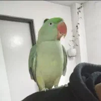شاه طوطی ماده رام چلوندنی