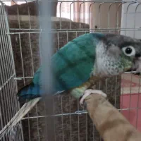 گرینچیک تراکوویس