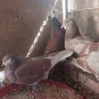 ۶ عدد کبوتر نقش