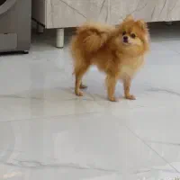 سگ پامر عروسکی ماده|سگ|کرج, شهرک بنفشه|دیوار