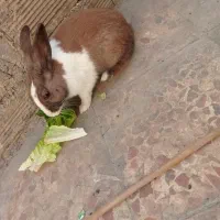 خرگوش|موش و خرگوش|ایذه, |دیوار