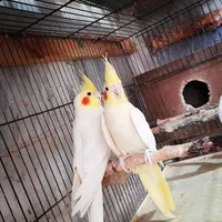 انواع طوطی عروس هلندی درهررنگ ونژاد|پرنده|خوی, |دیوار