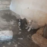 توله پاپی اصل|سگ|تربتحیدریه, بازار|دیوار