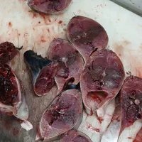 ماهی تازه|ماهی|جهرم, |دیوار