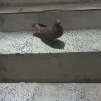 نر سرخ بدون عیب|پرنده|بروجرد, |دیوار