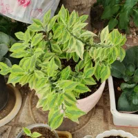 گل قیمت مناسب