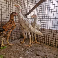 جوجه‌لاری‌|حیوانات مزرعه|کرمانشاه, |دیوار