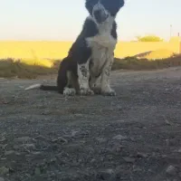 تو نر 3ماه همچی تموم|سگ|ورزنه, |دیوار