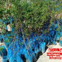 صنوبر / گلابی/ انار / پیوندی / احمد آقایی|خدمات باغبانی و درختکاری|تاکستان, |دیوار