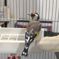 سهره سفید نر عالیی