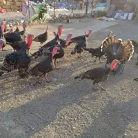 فروش تخم بقلمون نطفه دار|حیوانات مزرعه|تاکستان, |دیوار