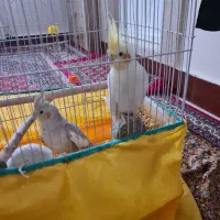 یک جفت عروس هلندی مولد