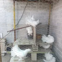 کبوتر دم چتری