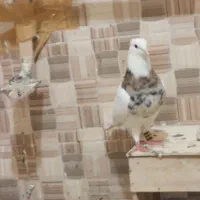 کبوتر|پرنده|دورود, |دیوار