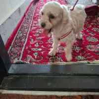 سگ خونگی|سگ|کرج, آق تپه|دیوار