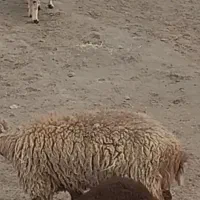 میش زاییده و ابست