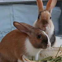 بچه خرگوش