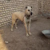 سگ سگ|سگ|کاشمر, |دیوار