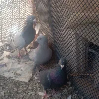 کفتر|پرنده|بیرجند, |دیوار