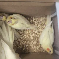 جوجه عروس هلندی