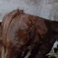 گاوگوساله قرمز اصل رشد عالی