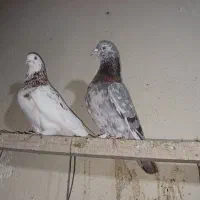 کبوتر شازده هما و سرور