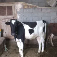 گوساله ماده وزن ۱۵۰ کیلو