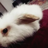 واگذاری خرگوش لوپ