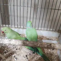 طوطی ملنگو|پرنده|اردبیل, |دیوار