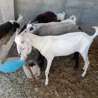 بزهای عدانی نژادشیری
