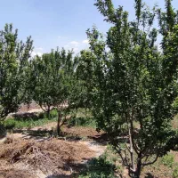 قطعه باغ ویلایی انشعاب دار در بارانلو|فروش خانه و ویلا|خسروشاه, |دیوار