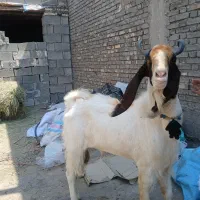 نر بز