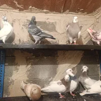 کفتر کاکلی|پرنده|پلدشت, |دیوار