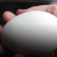 تخم غاز تازه موجود است