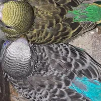 مرغ عشق مولد