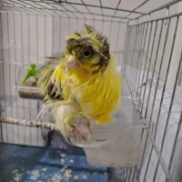 یک عدد قناری