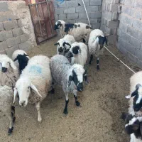 میش ابستن محلی ودورگ معاوضه بابزخوب. زرند